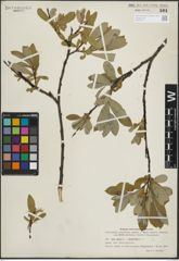 Foto von Salix glauca L. x Salix phylicifolia L.